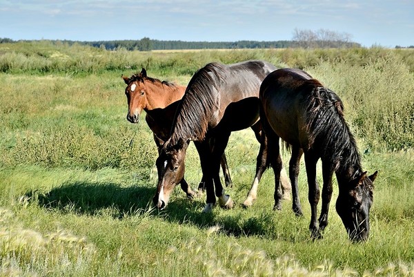 CHEVAUX 2