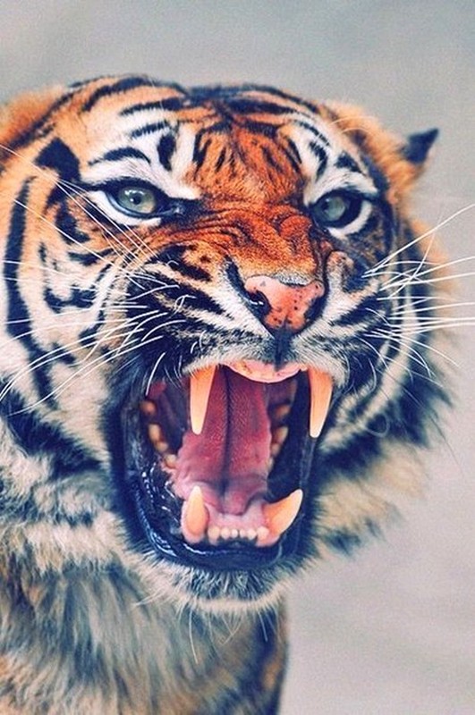 TIGRE