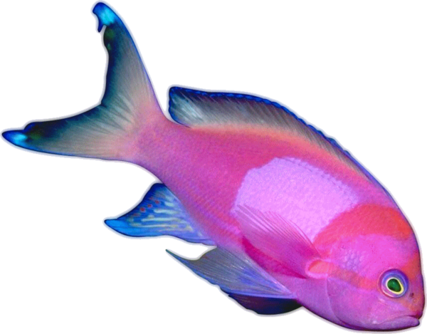 POISSON