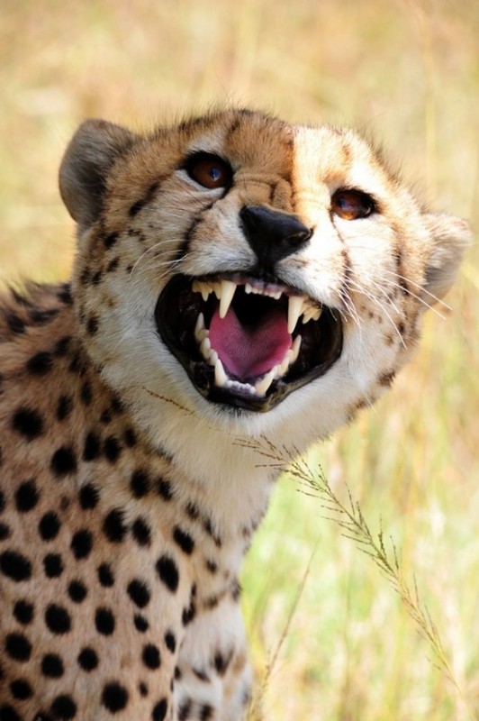 GUEPARD