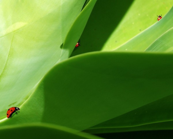 COCCINELLES