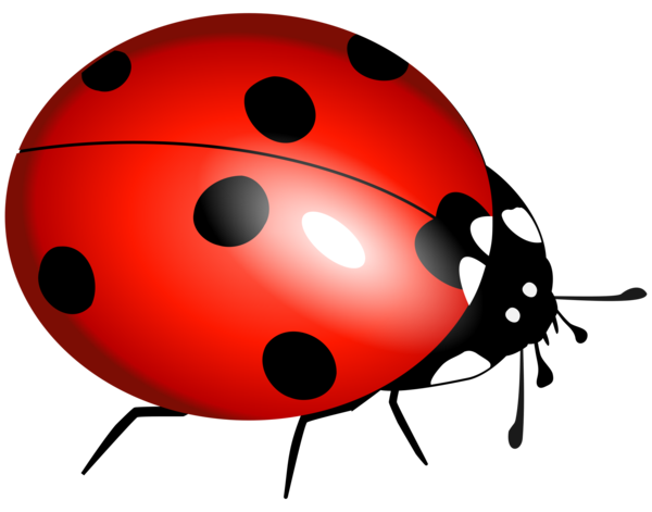 COCCINELLE