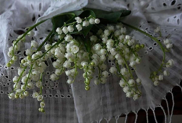 LE MUGUET