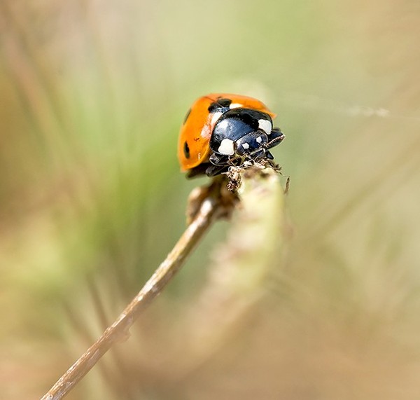 COCCINELLE