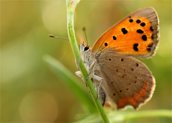 PAPILLON