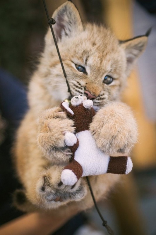 LYNX