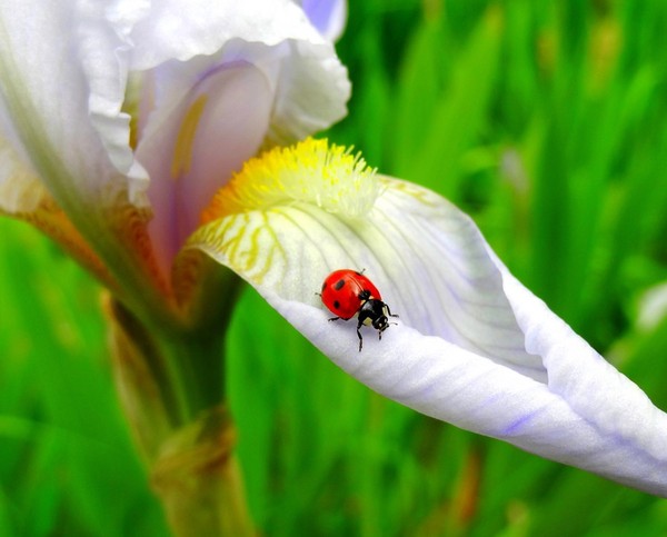 COCCINELLE