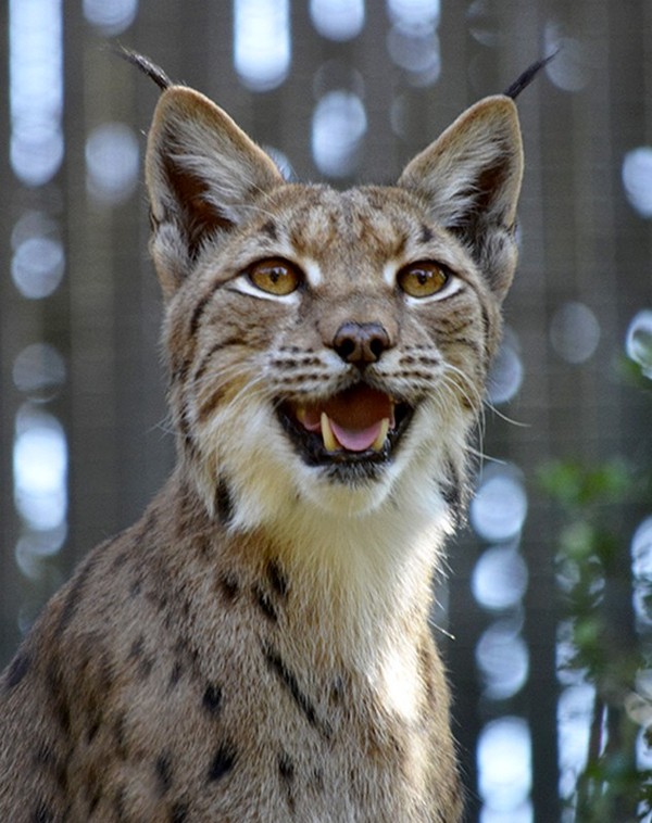 LYNX