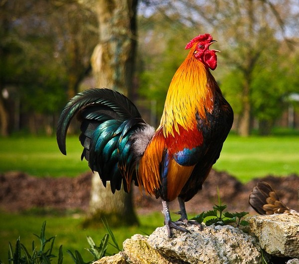 COQ