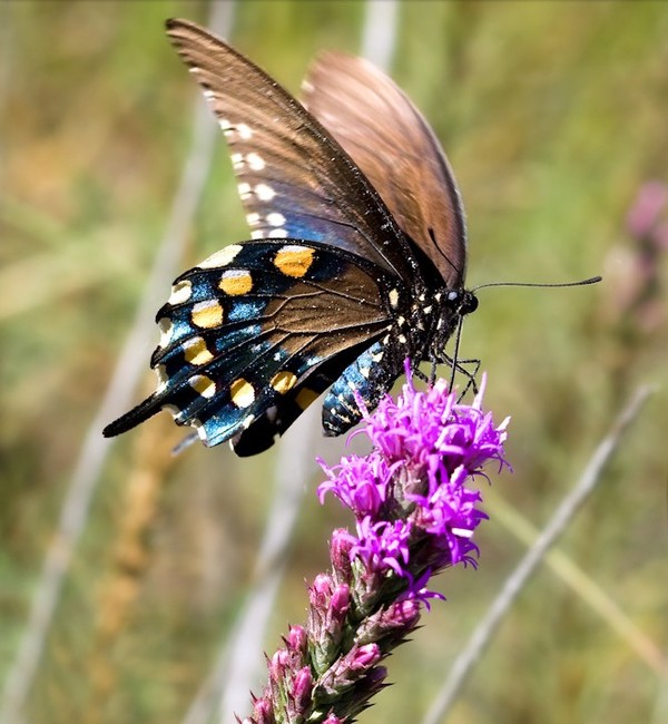 PAPILLON