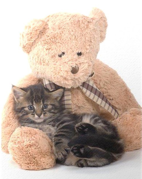 PELUCHE 4