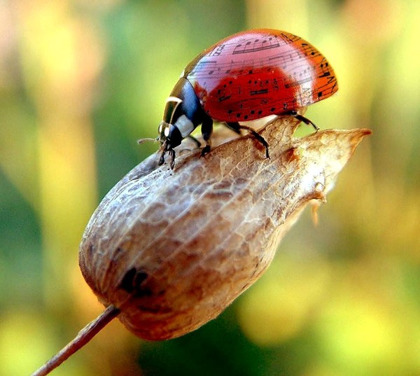 COCCINELLE