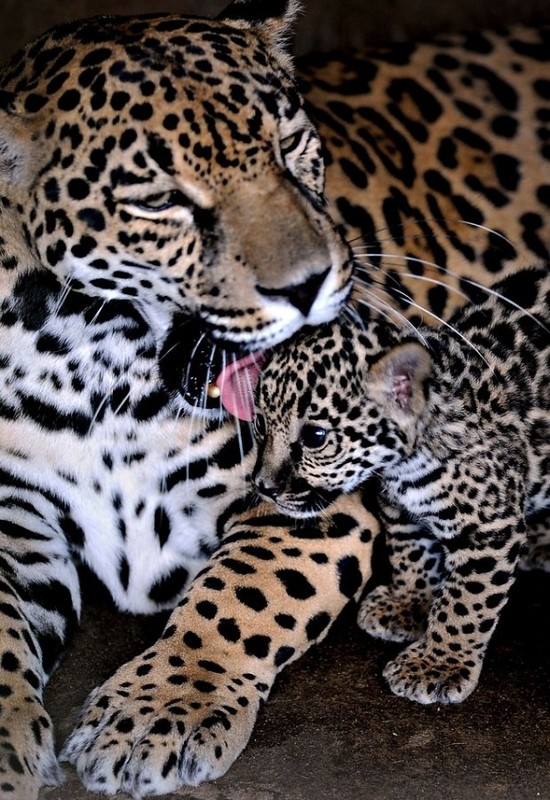 LEOPARDS