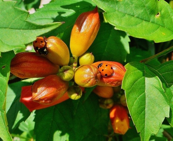 COCCINELLES