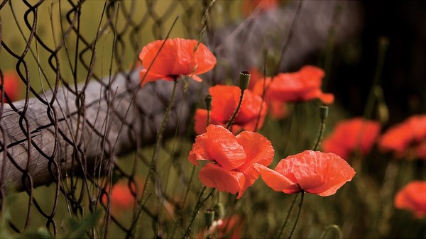 COQUELICOTS