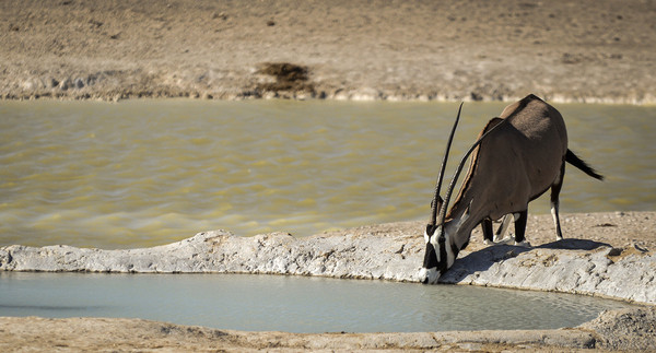 ANTILOPE