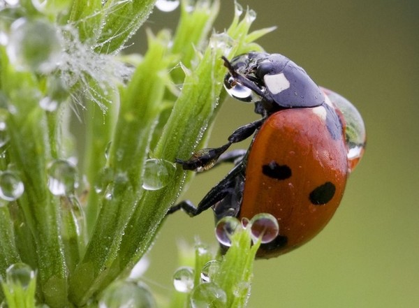 COCCINELLE