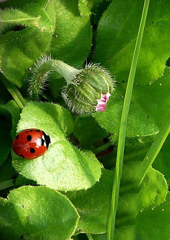 COCCINELLE