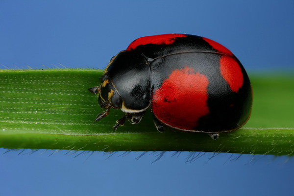 COCCINELLE 2