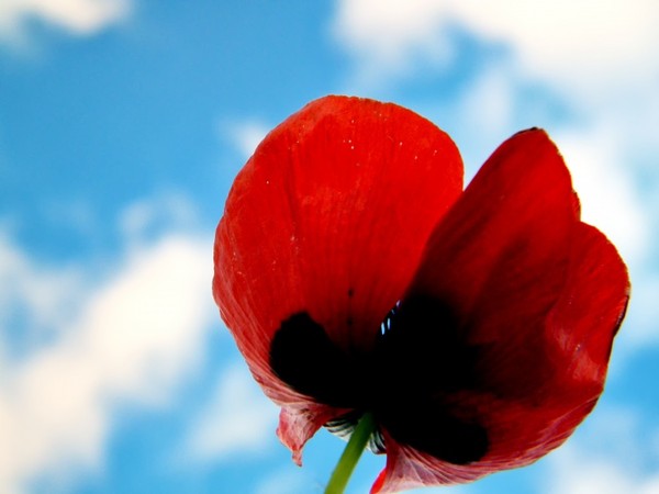 COQUELICOT