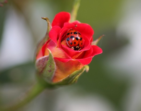 COCCINELLE 2