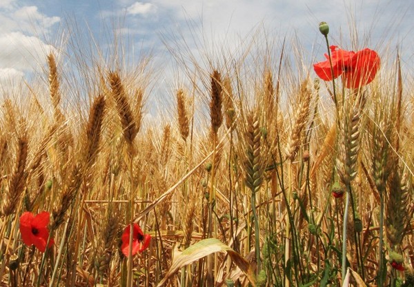 COQUELICOTS