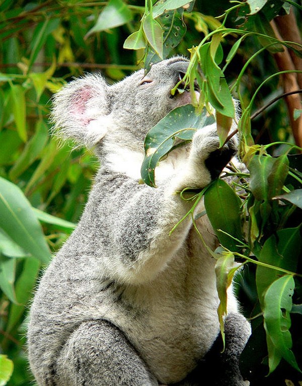 KOALA