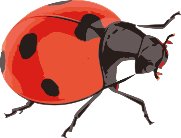 COCCINELLE