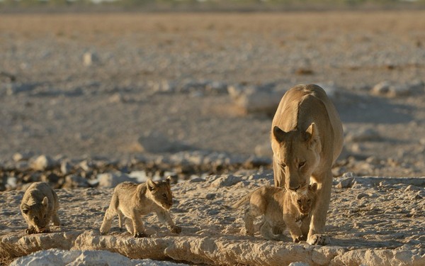 LIONNE ET LIONCEAUX