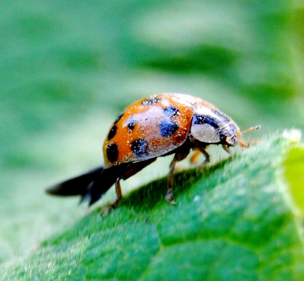 COCCINELLE