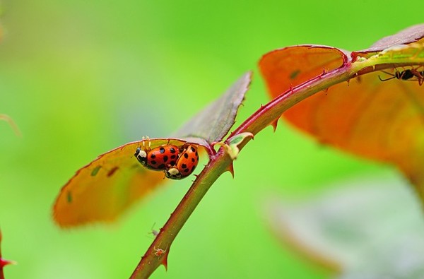 COCCINELLES