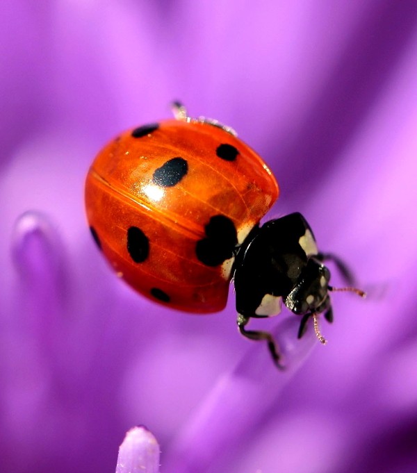 COCCINELLE