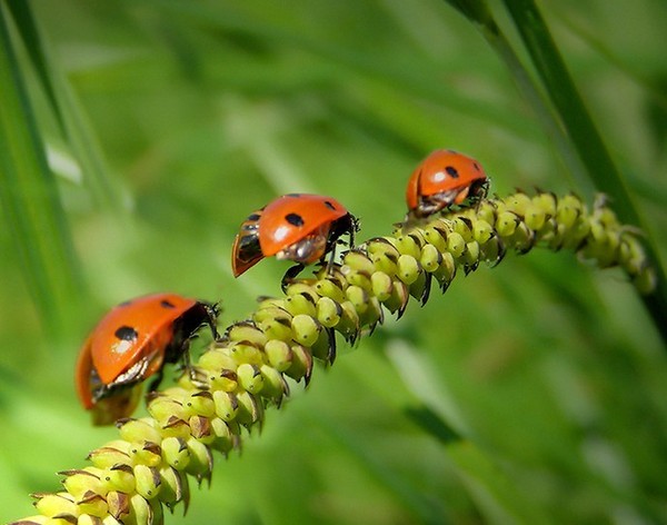 COCCINELLES