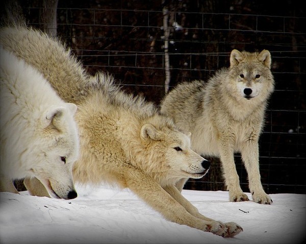 LOUPS