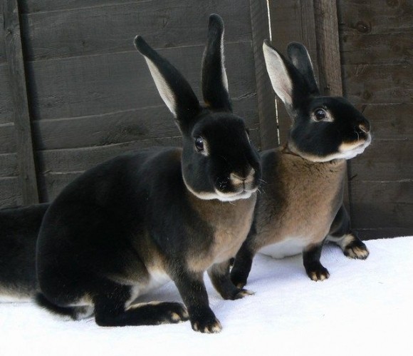 LAPINS