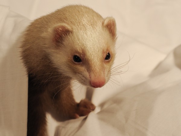 FURET