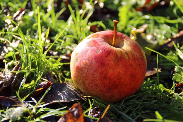 LA POMME