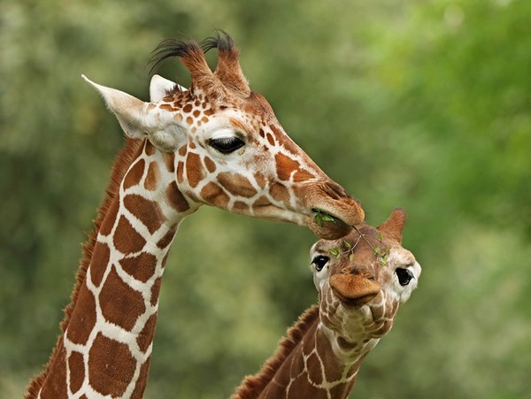 GIRAFES