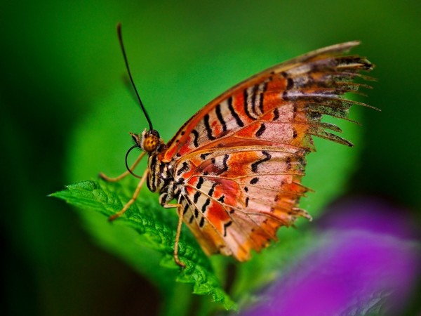 PAPILLON