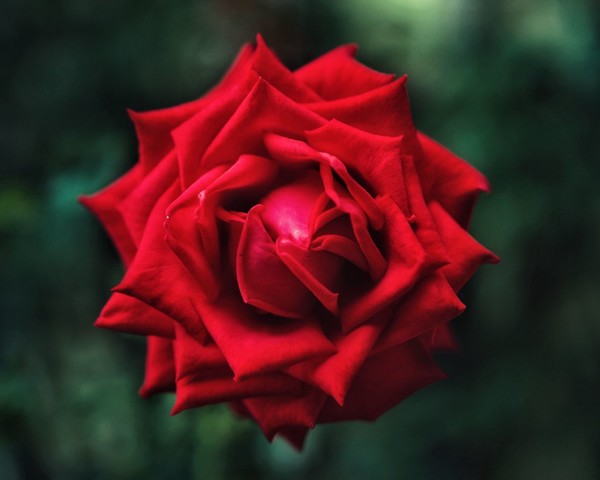 ROSE 3