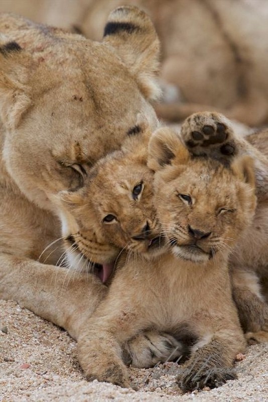 LIONNE ET LIONCEAUX