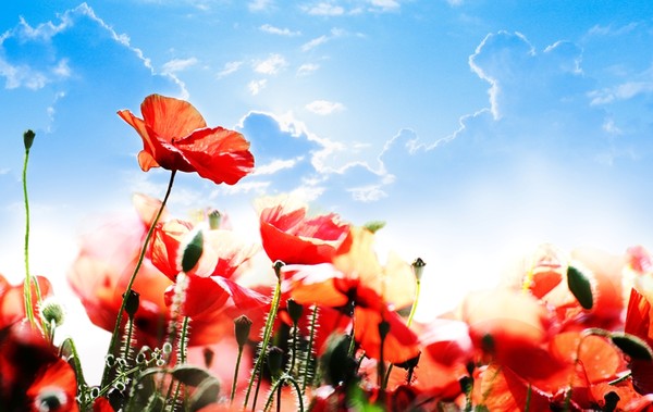 COQUELICOTS