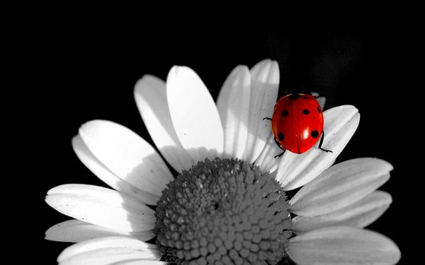 COCCINELLE