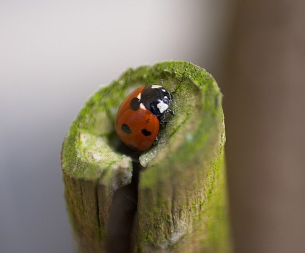 COCCINELLE 2