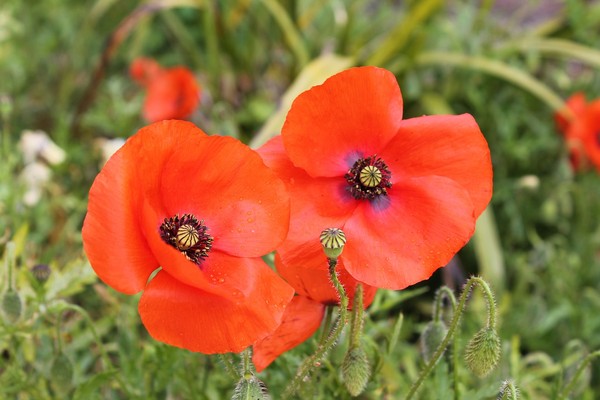 COQUELICOTS