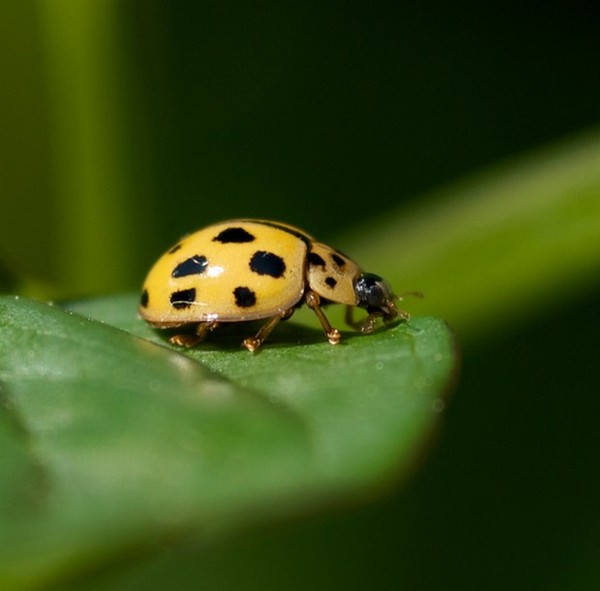 COCCINELLE