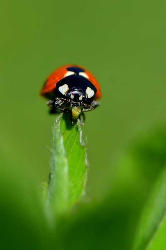 COCCINELLE