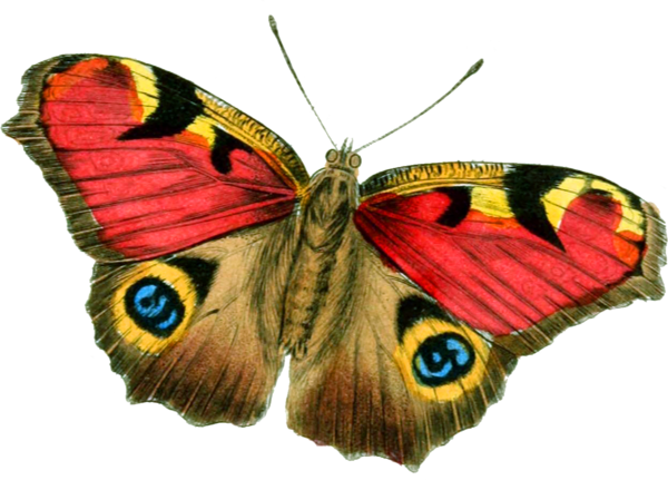 PAPILLON