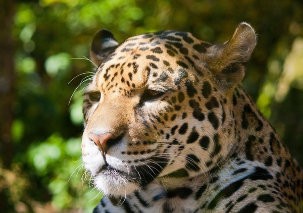 JAGUAR