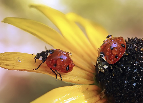 COCCINELLES 2